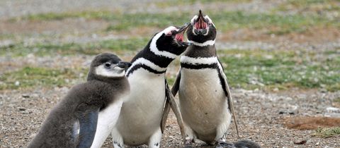 nearby-emabaleni-guest-house-sanccob