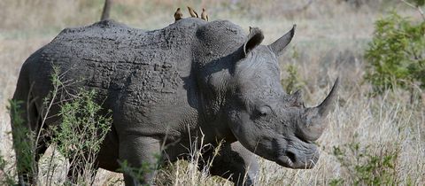 nearby-emabaleni-guest-house-game-reserve