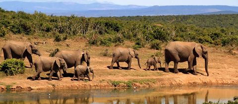 nearby-emabaleni-guest-house-addo-elephant-national-park